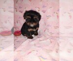 Small #1 Shorkie Tzu