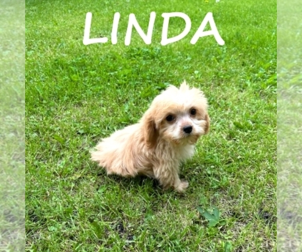 Medium Photo #1 Cavapoo Puppy For Sale in HARTLAND, MN, USA