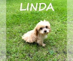 Cavapoo Puppy for sale in HARTLAND, MN, USA
