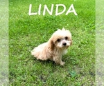 Image preview for Ad Listing. Nickname: Linda