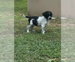 Small Wirehaired lab
