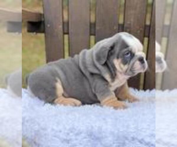 Medium Photo #3 Bulldog Puppy For Sale in DALLAS, TX, USA