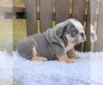 Small Photo #3 Bulldog Puppy For Sale in DALLAS, TX, USA