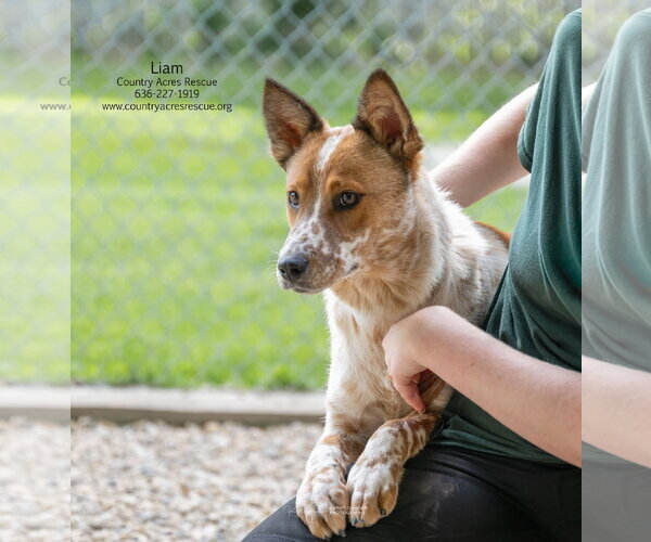 Medium Photo #6 Mutt Puppy For Sale in Manchester, MO, USA