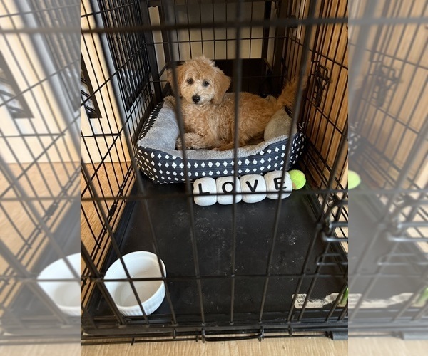 Medium Photo #2 ShihPoo Puppy For Sale in SALEM, OR, USA