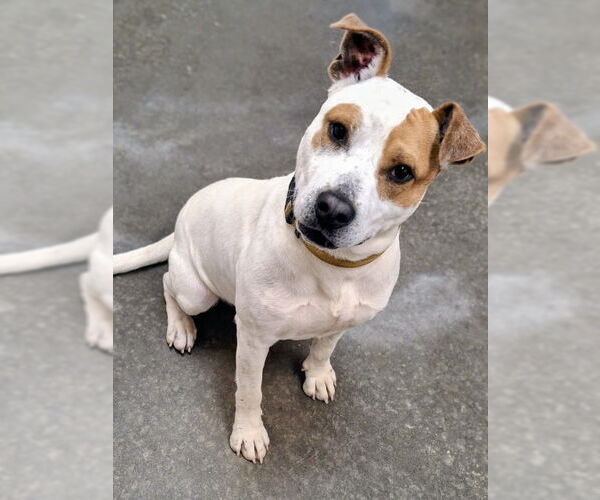 Medium Photo #5 Staffordshire Bull Terrier-Unknown Mix Puppy For Sale in Mountain View, AR, USA