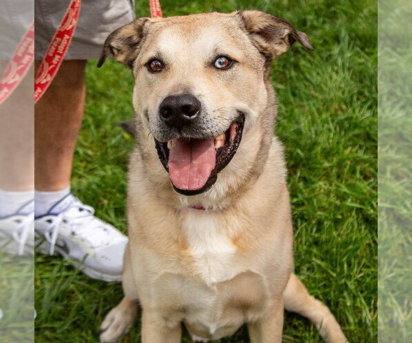 Medium Photo #38 Anatolian Shepherd-Unknown Mix Puppy For Sale in Canton, CT, USA