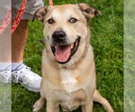 Small #37 Anatolian Shepherd Mix