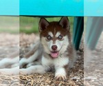 Small Siberian Husky Mix