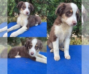 Miniature Australian Shepherd Puppy for sale in BROOKER, FL, USA