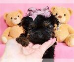 Small #16 Yorkshire Terrier
