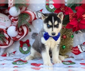 Siberian Husky Puppy for sale in LANCASTER, PA, USA