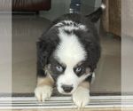 Small Photo #4 Miniature Australian Shepherd Puppy For Sale in HIALEAH, FL, USA