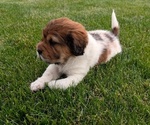 Small Photo #6 Cocker-Pei Puppy For Sale in GOSHEN, IN, USA