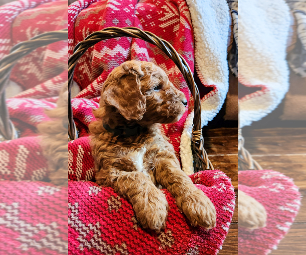 Medium Photo #3 Goldendoodle mix (+ Poodle Miniature) Puppy For Sale in CARLISLE, PA, USA