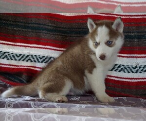 Siberian Husky Puppy for sale in FREDERICKSBG, OH, USA