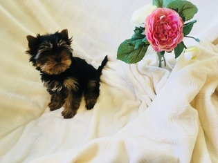 Yorkshire Terrier Puppy for sale in FEDERAL WAY, WA, USA