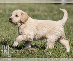 Puppy 4 Golden Pyrenees-Poodle (Standard) Mix