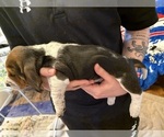 Small #13 Basset Hound