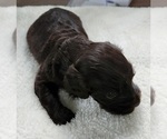 Small Photo #9 Boykin Spaniel Puppy For Sale in CARLISLE, KY, USA