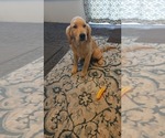 Small Photo #2 Golden Retriever Puppy For Sale in ELVERTA, CA, USA