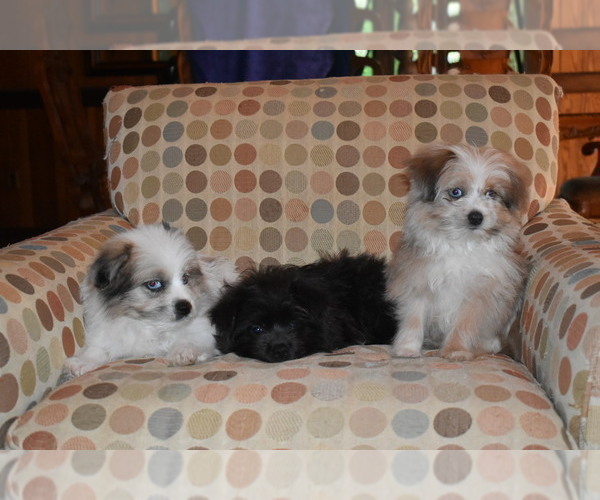 Medium Photo #12 Pom-Shi Puppy For Sale in DINWIDDIE, VA, USA