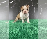 Small #14 Boston Terrier