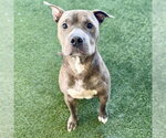 Small American Staffordshire Terrier Mix