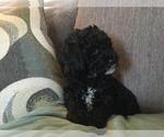 Small Photo #7 Goldendoodle (Miniature) Puppy For Sale in KEWASKUM, WI, USA