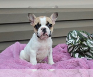 Medium French Bulldog