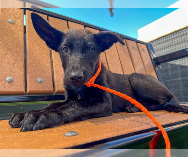 Medium Photo #1 German Shepherd Dog-Unknown Mix Puppy For Sale in Orange, CA, USA
