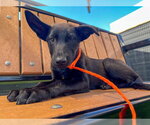 Small German Shepherd Dog Mix