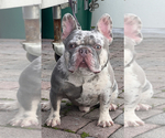 Small Photo #10 French Bulldog Puppy For Sale in LEHIGH ACRES, FL, USA