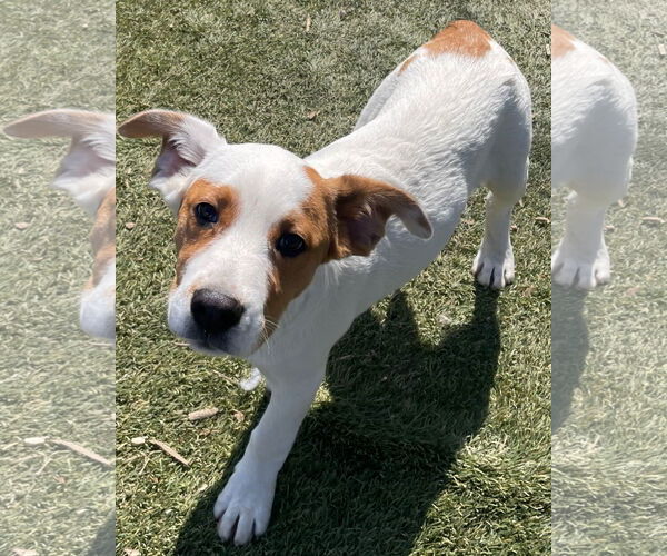 Medium Photo #7 Mutt Puppy For Sale in Tracy City, TN, USA