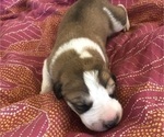 Small Photo #5 Great Pyredane Puppy For Sale in KINGMAN, AZ, USA