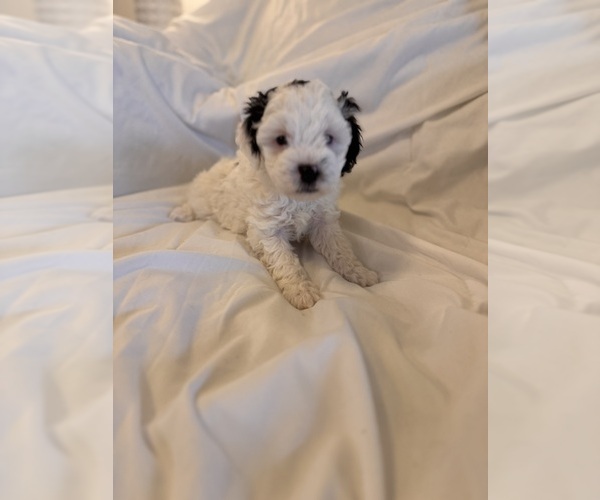 Medium Photo #23 Miniature Bernedoodle Puppy For Sale in AUBURNDALE, FL, USA