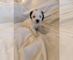 Small #21 Miniature Bernedoodle