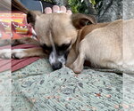 Small #17 Chihuahua Mix