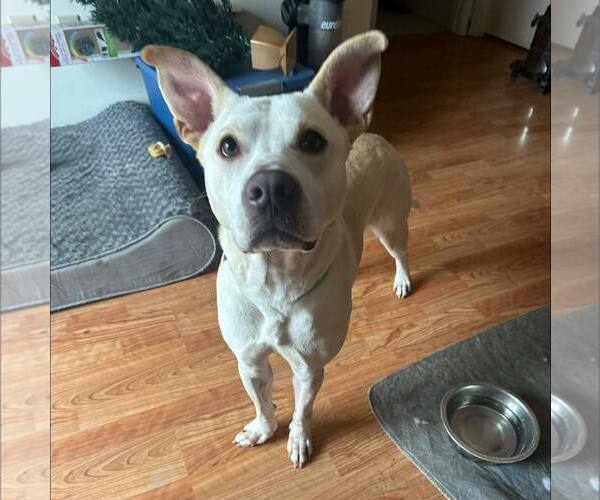 Medium Photo #3 American Staffordshire Terrier-Unknown Mix Puppy For Sale in New Oxford , PA, USA