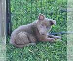 Baxter - Male German Shepherd Dog Puppy for Sale - Small photo