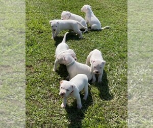 Dogo Argentino Puppy for Sale in DAINGERFIELD, Texas USA