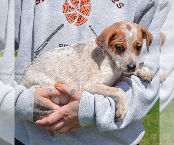 Medium Photo #2 Pug-Unknown Mix Puppy For Sale in Huntley, IL, USA