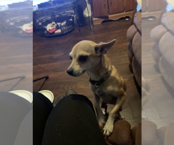 Medium Photo #1 Chug Puppy For Sale in HADLEY, KY, USA