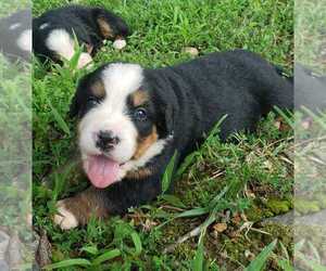 Bernese Mountain Dog Puppy for sale in NORWOOD, MO, USA