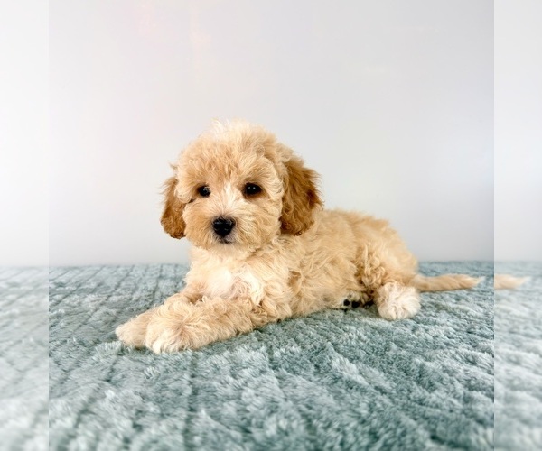 Medium Photo #3 Cavapoo (Miniature) Puppy For Sale in GREENFIELD, IN, USA