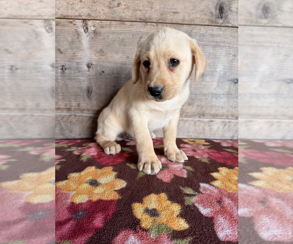 Medium Photo #6 Labrador Retriever Puppy For Sale in VERMONTVILLE, MI, USA
