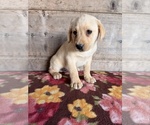 Litter of 4 - Male(s) and Female(s) Labrador RetrieverLitter of Puppies for Sale - Photo #6