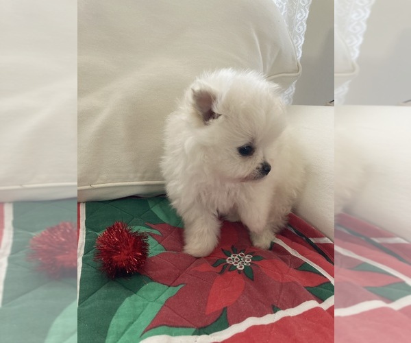 Medium Photo #7 Pomeranian Puppy For Sale in LAWNDALE, NC, USA
