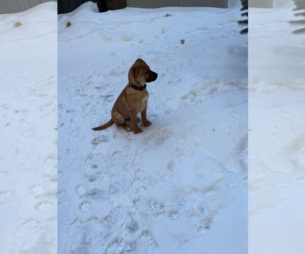 Medium Photo #6 English Mastweiler Puppy For Sale in Oro Medonte, Ontario, Canada