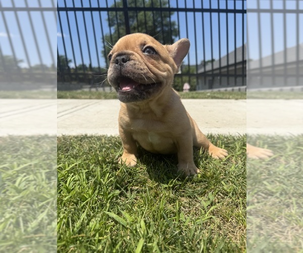 Medium Photo #21 French Bulldog Puppy For Sale in SAYREVILLE, NJ, USA